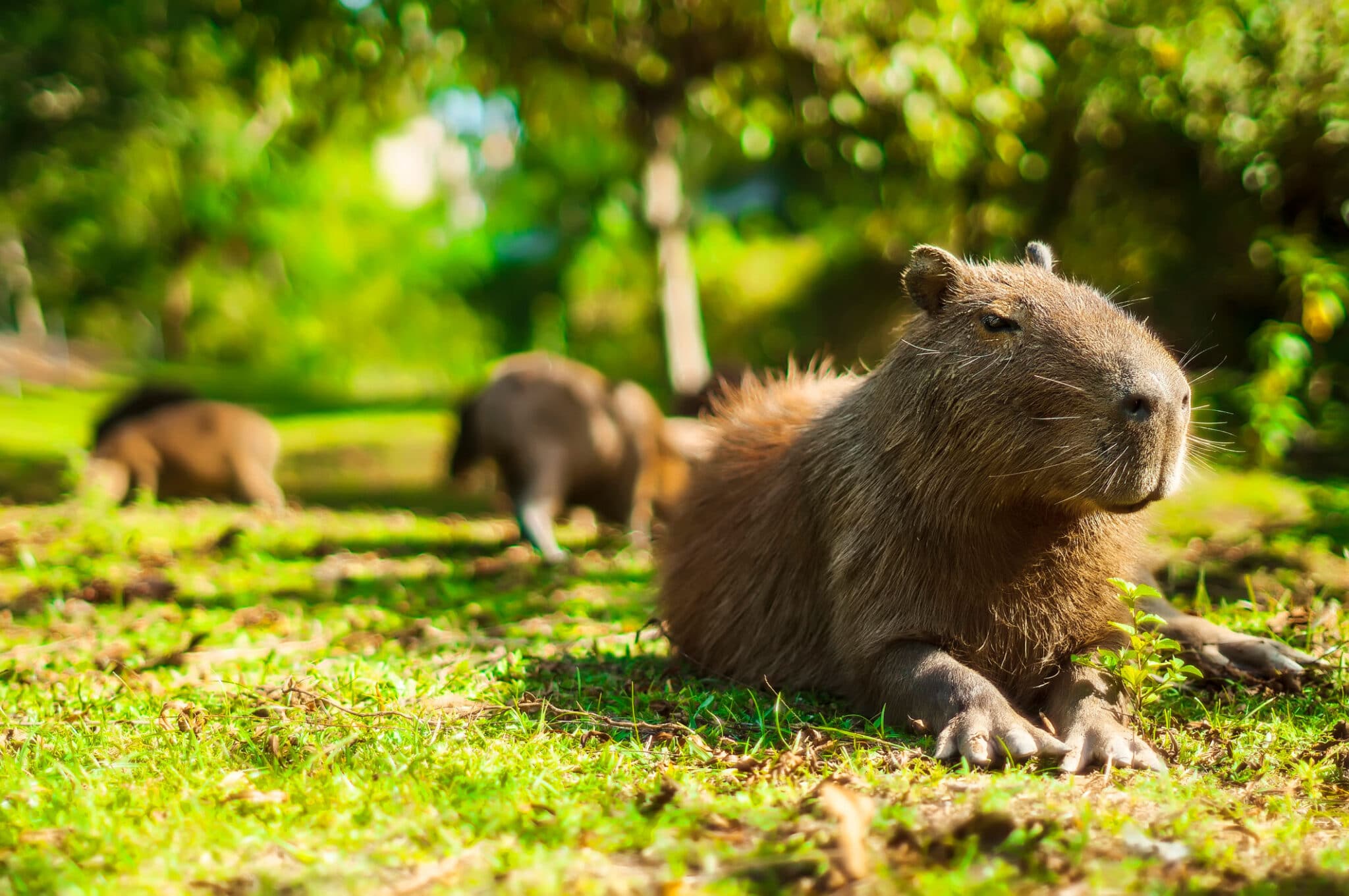 capybara